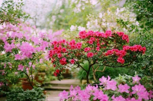 شکوفه های بهاری را به خانه آورید!