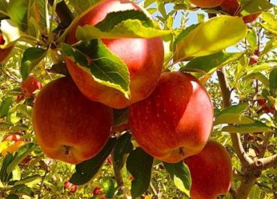 برگزاری جشنواره سیب شهرستان سرخه